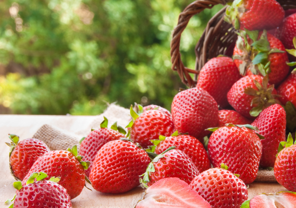 cilek nasil yetistirilir